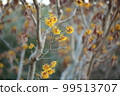 Witch hazel flower 99513707