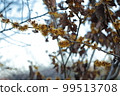 Witch hazel flower 99513708
