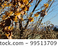 Japanese allspice and witch hazel flowers 99513709