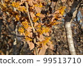 Witch hazel flower 99513710