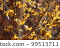 Witch hazel flower 99513711