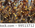 Japanese allspice and witch hazel flowers 99513712