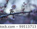 Upland plum up 99513713