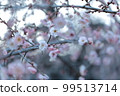 Weeping plums in full bloom 99513714