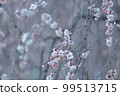 Weeping plums in full bloom 99513715