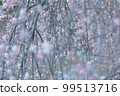 Weeping plums in full bloom 99513716