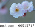 Upland plum up 99513717
