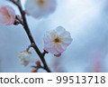 Upland plum up 99513718