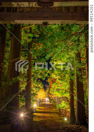 觀沼森林公園 紅葉彩燈 觀沼森林公園 紅葉彩燈 99514101
