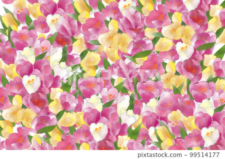crocus pink background 99514177