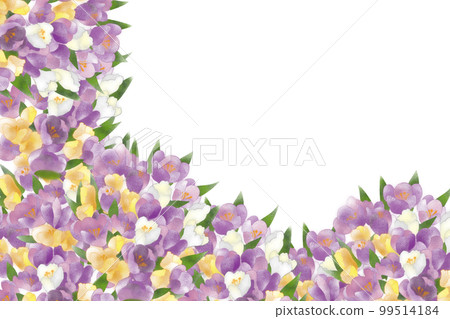 crocus flower garden card 99514184