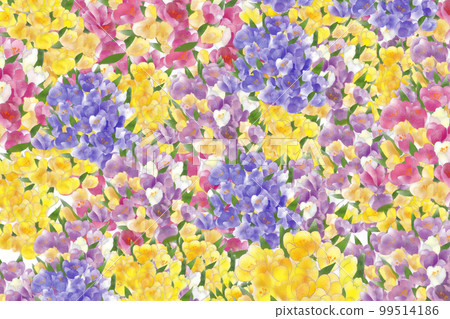 Crocus multicolored background 99514186