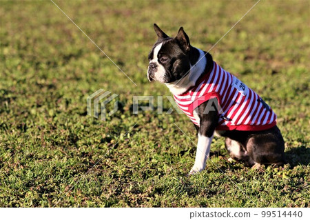 強大的波士頓梗犬，身穿條紋襯衫，坐在草地上，凝視著草地 99514440