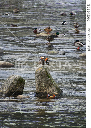 飛入鳥取縣日野町日野川的鴛鴦 飛入鳥取縣日野町日野川的鴛鴦 99514528