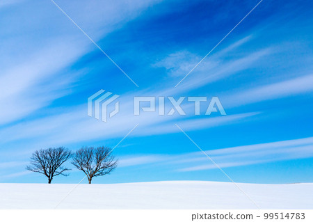 Nikashiwa no Oka in midwinter, Biratori Town, Hokkaido [February] 99514783