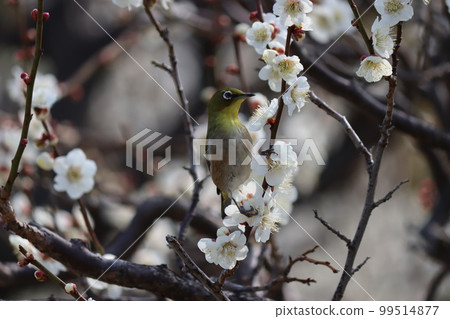 White-eye flying around in the plum forest in the spring breeze White-eye flying around in the plum forest in the spring breeze 99514877