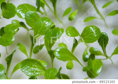 Close-up sprout of vegetables 99515165