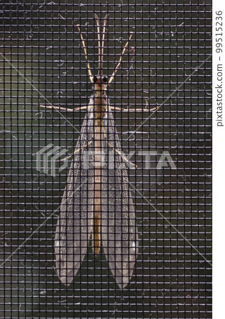 炭疽幼蟲被稱為螞蟻地獄 炭疽幼蟲被稱為螞蟻地獄 99515236