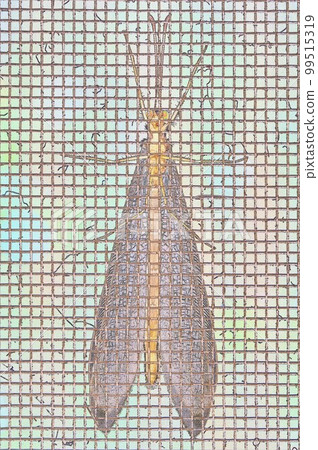 圖1 炭疽菌歇翅停在紗門上的位置 99515319