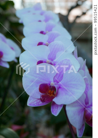 與大花並排綻放的淺紫色蝴蝶蘭 99515421