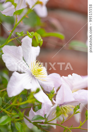 photo of clematis flowers in the garden photo of clematis flowers in the garden 99515558