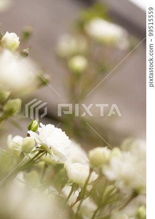 Photo of white roses blooming all at once Photo of white roses blooming all at once 99515559