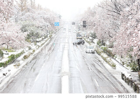 國立大學街:雪與櫻花 國立大學街:雪與櫻花 99515588