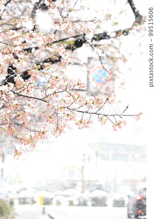 國立大學街：雪與櫻花 99515606