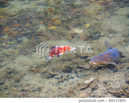 Carp inhabiting a beautiful river 99515905