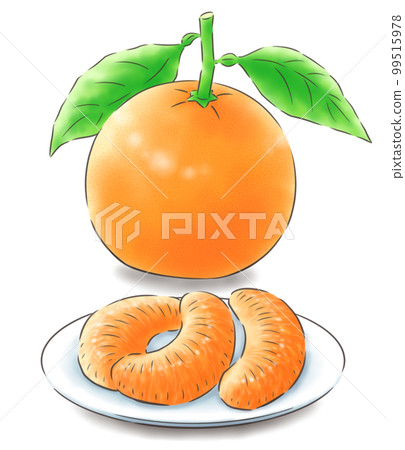 帶葉子的伊予觀和去皮的伊予觀果實（帶陰影），1 色線 99515978