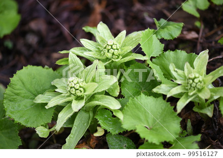 Vermicelli and Fukinoto Vermicelli and Fukinoto 99516127