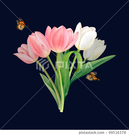 A bouquet of white and pink tulips, hand-drawn watercolor illustration. Two butterflies enliven the picture. Composition on a black background. Design for covers, postcards, prints, fabric, textiles 99516378