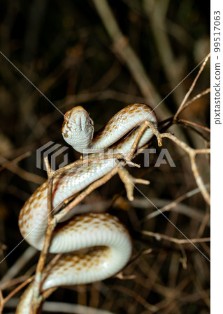 Malagasy Cat-eyed Snake, Madagascarophis colubrinus, Kirindy Forest, Madagascar Malagasy Cat-eyed Snake, Madagascarophis colubrinus, Kirindy Forest, Madagascar 99517063