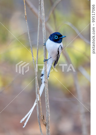Malagasy paradise flycatcher, Terpsiphone mutata, Kirindy forest Madagascar 99517066