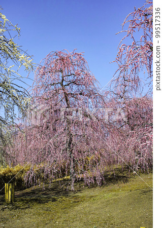 Weeping plums in Suzuka Forest Garden (2018) Weeping plums in Suzuka Forest Garden (2018) 99517336
