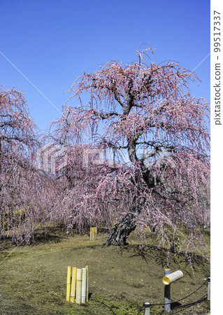 Weeping plums in Suzuka Forest Garden (2018) Weeping plums in Suzuka Forest Garden (2018) 99517337