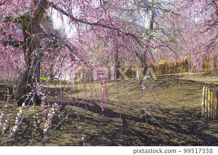 Weeping plums in Suzuka Forest Garden (2018) 99517338