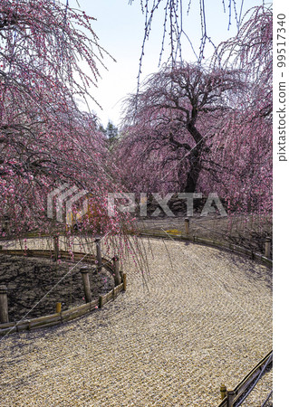 Weeping plums in Suzuka Forest Garden (2018) 99517340