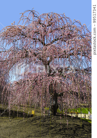 Weeping plums in Suzuka Forest Garden (2018) 99517341