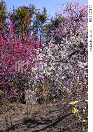 鈴鹿林園垂枝梅 (2018) 鈴鹿林園垂枝梅 (2018) 99517343