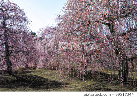 鈴鹿林園垂枝梅 (2018) 99517344