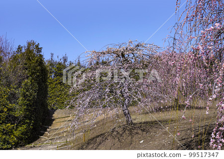 鈴鹿林園垂枝梅 (2018) 99517347