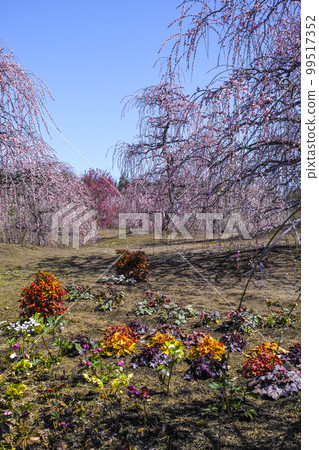 Weeping plums in Suzuka Forest Garden (2018) 99517352