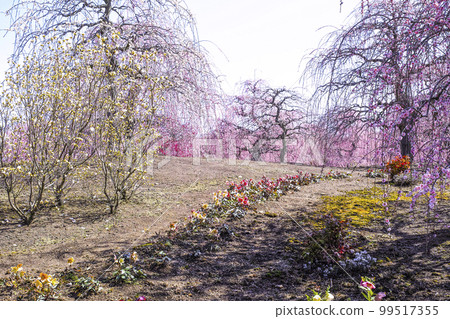 鈴鹿林園垂枝梅 (2018) 99517355