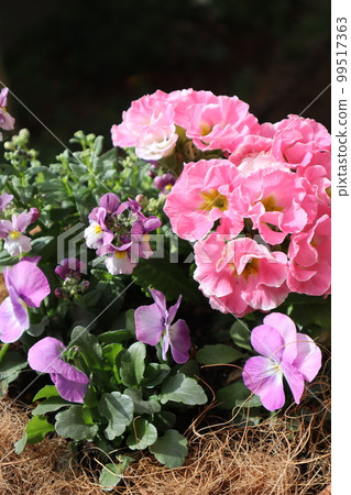 粉色花組種植 粉色花組種植 99517363