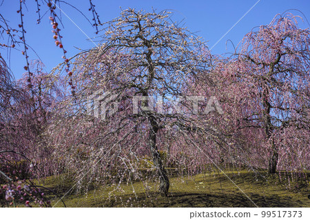 鈴鹿林園垂枝梅 (2018) 鈴鹿林園垂枝梅 (2018) 99517373