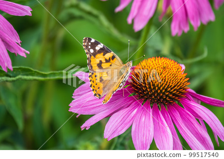 Beautiful butterfly painted lady or Vanessa cardui sitting on purple Echinacea flower in the summer. Close up. Macro. Beautiful butterfly painted lady or Vanessa cardui sitting on purple Echinacea flower in the summer. Close up. Macro. 99517540