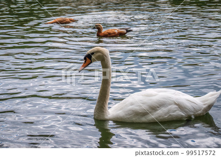 A graceful white swan swimming on a lake with dark water. The white swan is reflected in the water A graceful white swan swimming on a lake with dark water. The white swan is reflected in the water 99517572