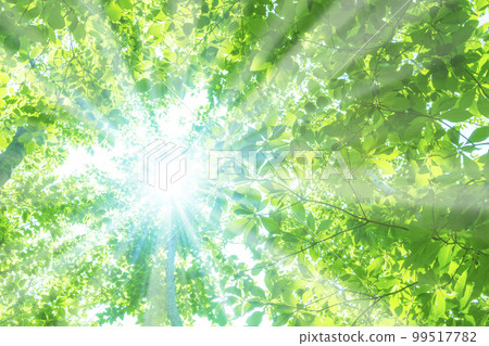 Sunlight through the fresh green 99517782