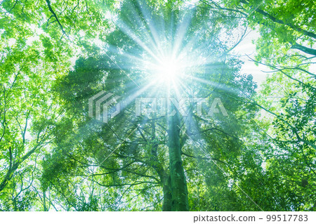Sunlight through the fresh green Sunlight through the fresh green 99517783
